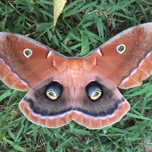 Meet your Posher, Mike - Picture 1 of 1